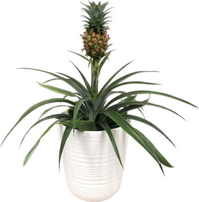 anti-snurk-plant-ananas-bromelia-pineapple